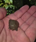 Chinese Softshell Turtle Babies (Pelodiscus sinensis) - Image 2