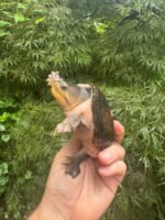 Vampire Musk Turtle Adult Female #2502 (Claudius angustatus)
