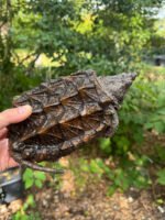 Alligator Snapping Turtle Juvenile #2503 (Macrochelys temminckii)