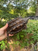 Alligator Snapping Turtle Juvenile #2502 (Macrochelys temminckii)
