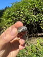 Pastel Clown Common Musk Turtle Baby 2025 #3 (Sternotherus odoratus)