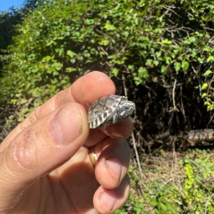 Pastel Clown Common Musk Turtle Baby 2025 #3 (Sternotherus odoratus)