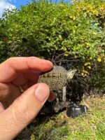 Hi White Concentric Diamondback Terrapin 2025 #6 (Malaclemys terrapin) Temp Sexed Female