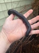 IMG-2177_130x African Giant Millipedes (Archispirostreptus gigas) - Image 1