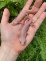 Leucistic Spanish Ribbed Newt Adults (Pleurodeles waltl)