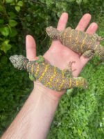 Ornate Uromastyx Subadult Pair (Uromastyx ornata) - Image 4