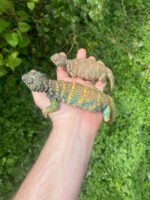Ornate Uromastyx Subadult Pair (Uromastyx ornata) - Image 3