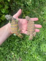 Ornate Uromastyx Subadult Pair (Uromastyx ornata) - Image 2