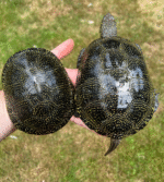 Danube River Locale European Pond Turtle Babies (Emys orbicularis orbicularis)