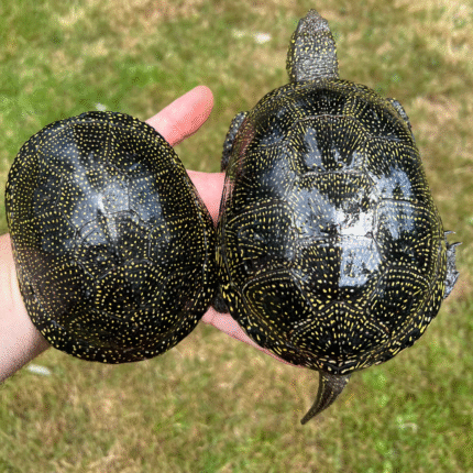 Danube River Locale European Pond Turtle Babies (Emys orbicularis orbicularis)