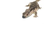 Cape Banded White Throat Monitor (Varanus albigularis) - Image 3