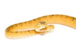 Amazon Tree Boa Yellow Color Phase (Corallus hortulanus) - Image 2