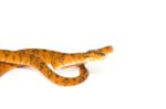 Amazon Tree Boa Orange Color Phase (Corallus hortulanus) - Image 2