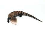 Blue Tongue Skink Babies (Tiliqua scincoides) - Image 4