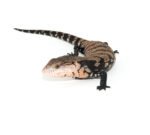 Blue Tongue Skink Babies (Tiliqua scincoides) - Image 5