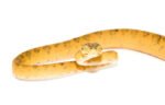 Amazon Tree Boa Yellow Color Phase (Corallus hortulanus) - Image 3