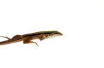 Green Ameiva (Ameiva ameiva) - Image 4