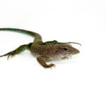 Green Ameiva (Ameiva ameiva)