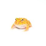 Albino Pacman Frogs - Image 5