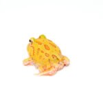 Albino Pacman Frogs - Image 4