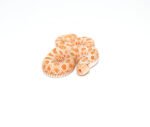 Albino Hognose Snake (Heterodon nasicus)