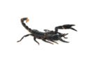 Malaysian Giant Blue Scorpion (Heterometrus spinifer) - Image 2