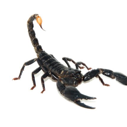 Malaysian Giant Blue Scorpion (Heterometrus spinifer)