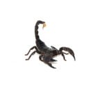 Emperor Scorpion (Pandinus imperator) - Image 2