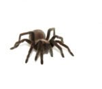 Texas Tan Tarantula (Aphonopelma anax) - Image 2