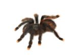 Pink Toe Tarantula (Avicularia avicularia)