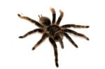 Curly Hair Tarantula (Brachypelma albopilosus) - Image 2