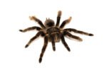 Curly Hair Tarantula (Brachypelma albopilosus)