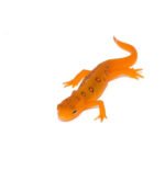 Red Eft (Notophthalmus viridescens) - Image 4