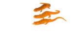 Red Eft (Notophthalmus viridescens)