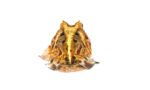Brazilian Horned Frog Babies (Ceratophrys aurita) - Image 4