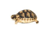 Marginated Tortoise (Testudo marginata) - Image 2