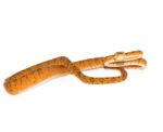 Amazon Tree Boa Orange Color Phase (Corallus hortulanus)