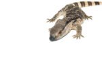 Cape Banded White Throat Monitor (Varanus albigularis) - Image 4