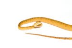 Amazon Tree Boa Yellow Color Phase (Corallus hortulanus) - Image 4