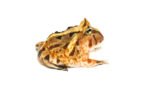 Brazilian Horned Frog Babies (Ceratophrys aurita) - Image 3