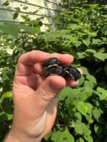 African Dwarf Mud Turtle Babies (Pelusios nanus)