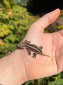 Striped Gargoyle Gecko Well Started Babies (Rhacodactylus auriculatus)