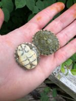 Rio Grande River Cooter Babies (Pseudemys gorzugi)
