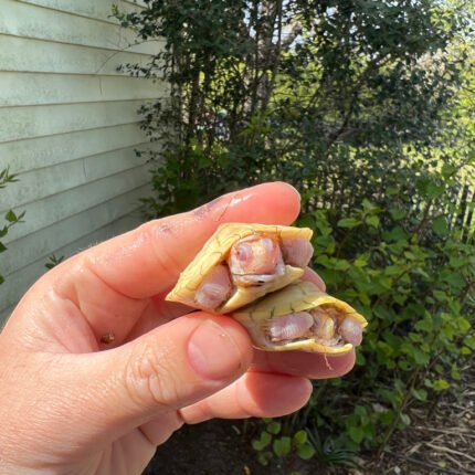 Lubino Red Eared Slider Turtle Baby (Trachemys elegans)