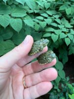 Peacock Slider Baby (Trachemys emolii)