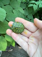 D'Orbigny's Slider Baby (Trachemys dorbigni)