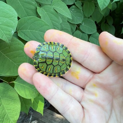 D'Orbigny's Slider Baby (Trachemys dorbigni)
