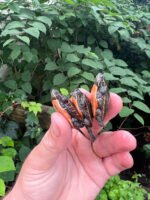 Midland Painted Turtle Baby (Chrysemys picta marginata)