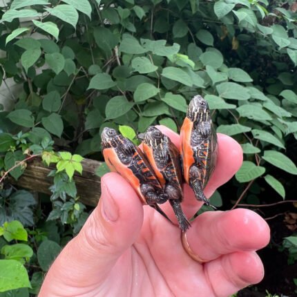 Midland Painted Turtle Baby (Chrysemys picta marginata)
