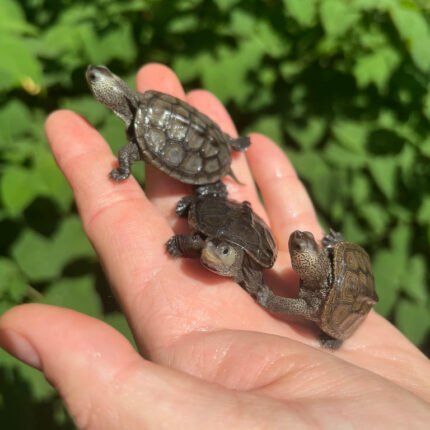 Northern Diamondback Terrapin Baby (Malaclemys terrapin)